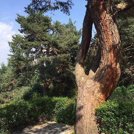 Вилно Селище Самодиви